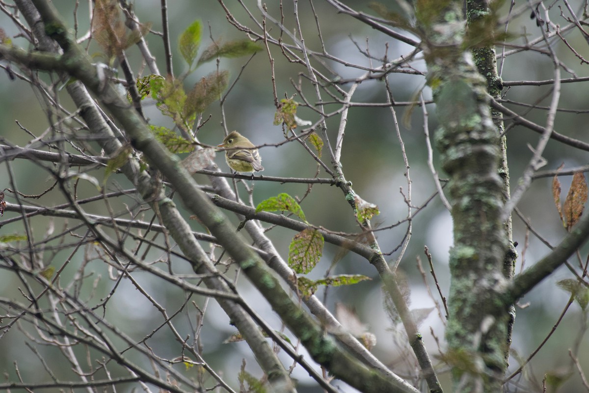 Pine Flycatcher - ML185841391