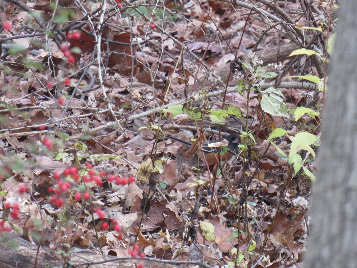 Eastern Towhee - John Coyle