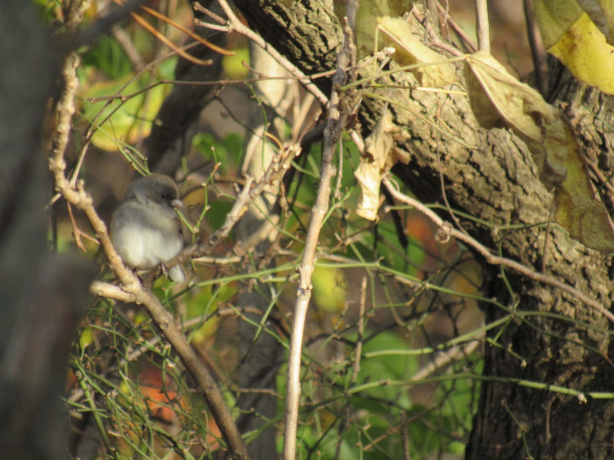 Dark-eyed Junco - ML185842311