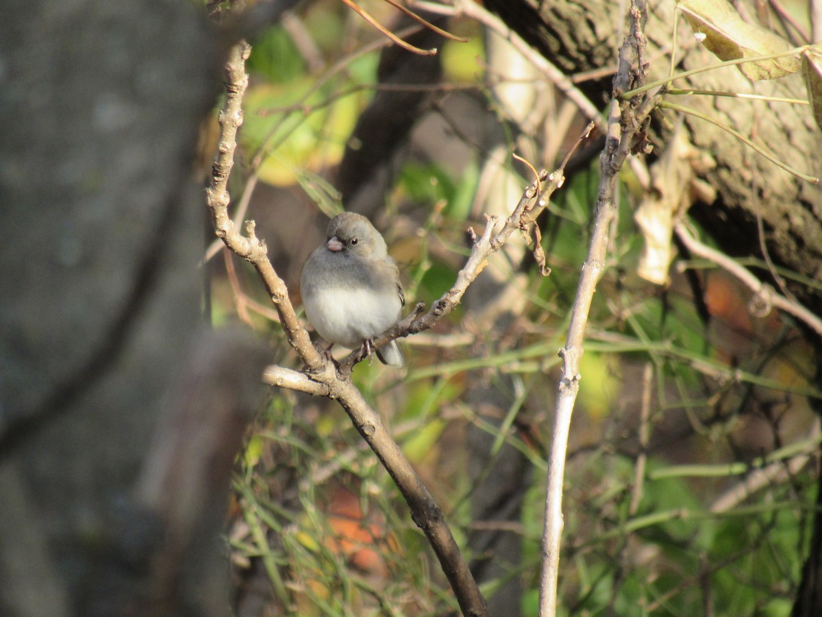 Junco Ojioscuro - ML185842341