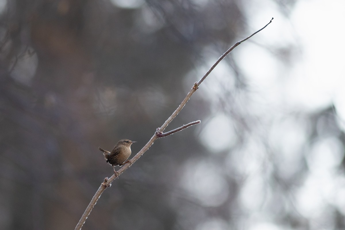 Pacific Wren - ML185843221