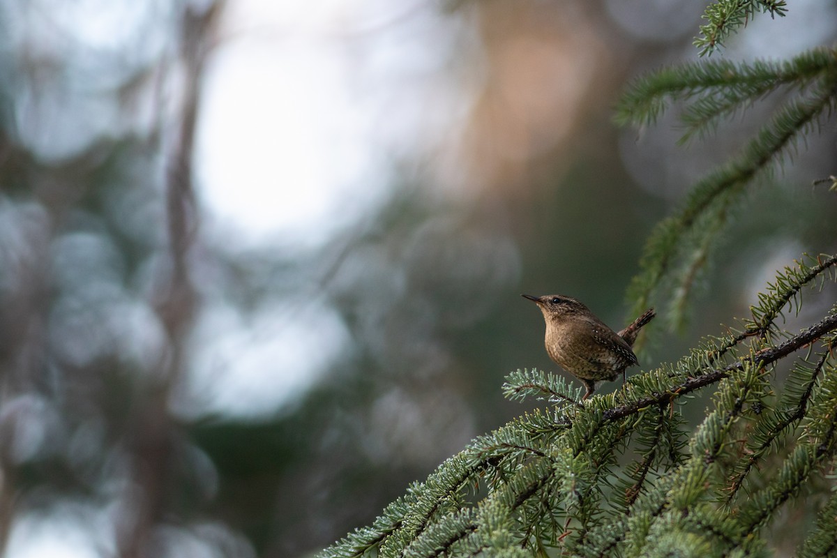 Pacific Wren - ML185843891