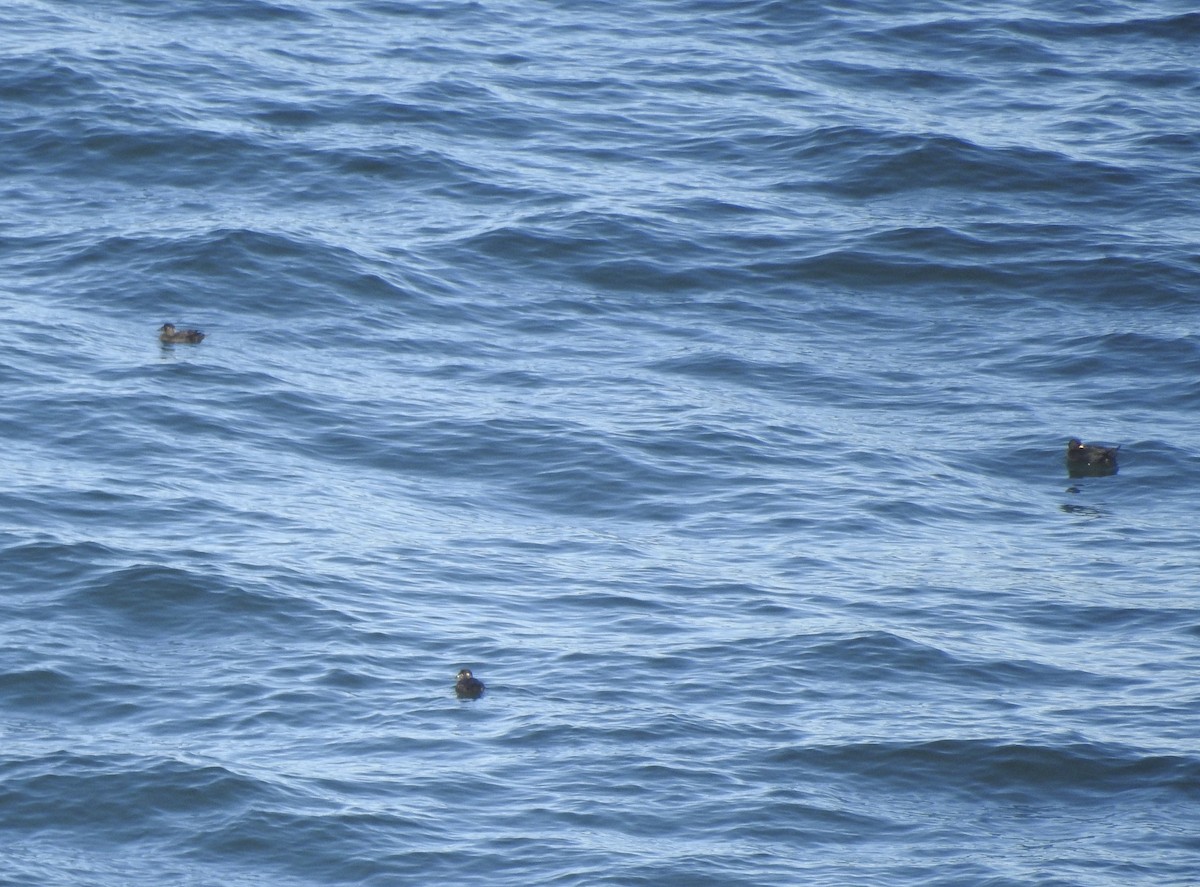 Black Scoter - Tom Myers