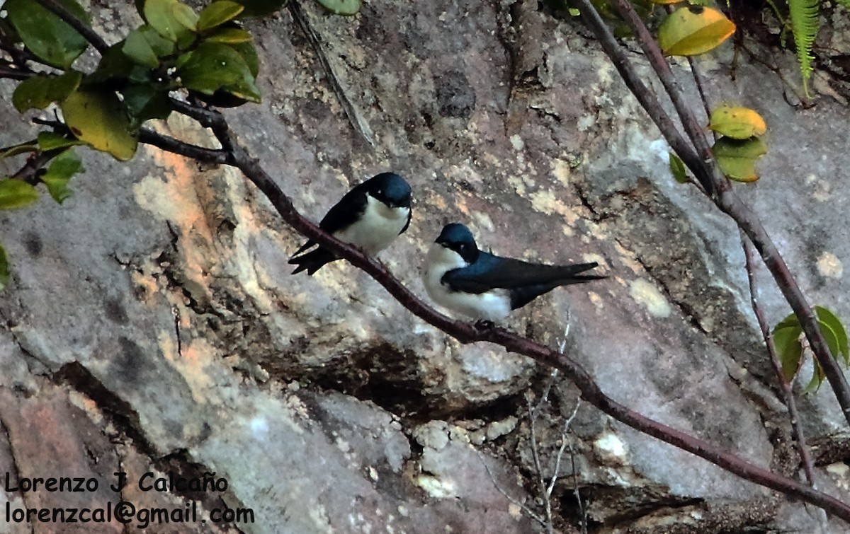 Golondrina Barranquera - ML185844341