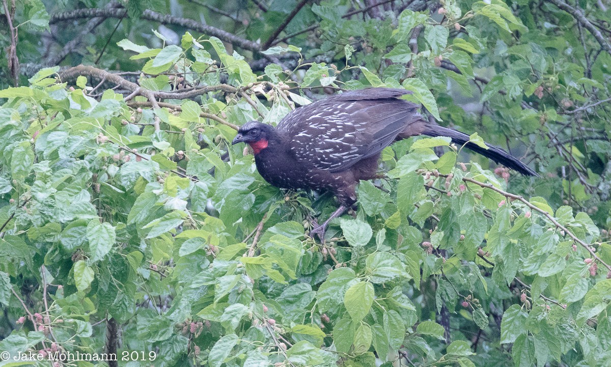 Pénélope des yungas - ML185845231