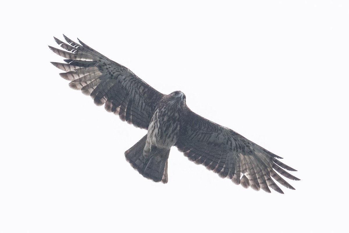 Новогвинейский орёл-карлик - ML185845831