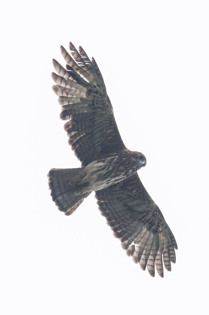 Pygmy Eagle - ML185845861