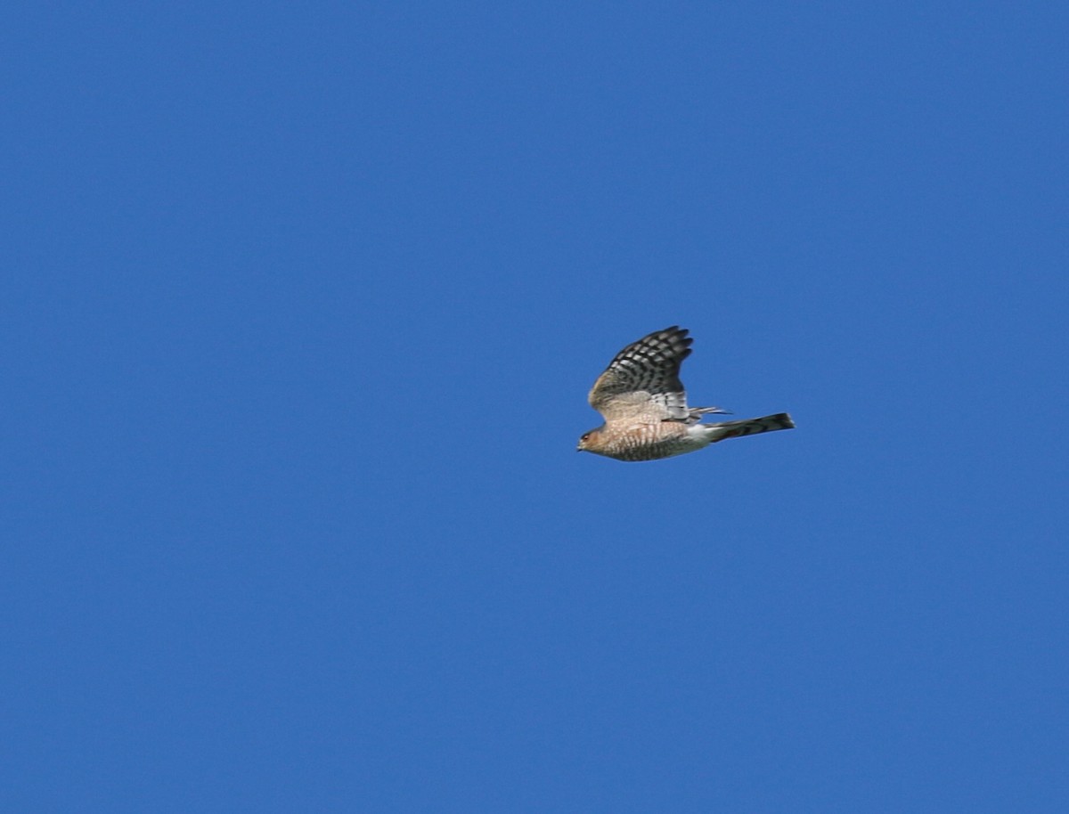 Sharp-shinned Hawk - ML185845871