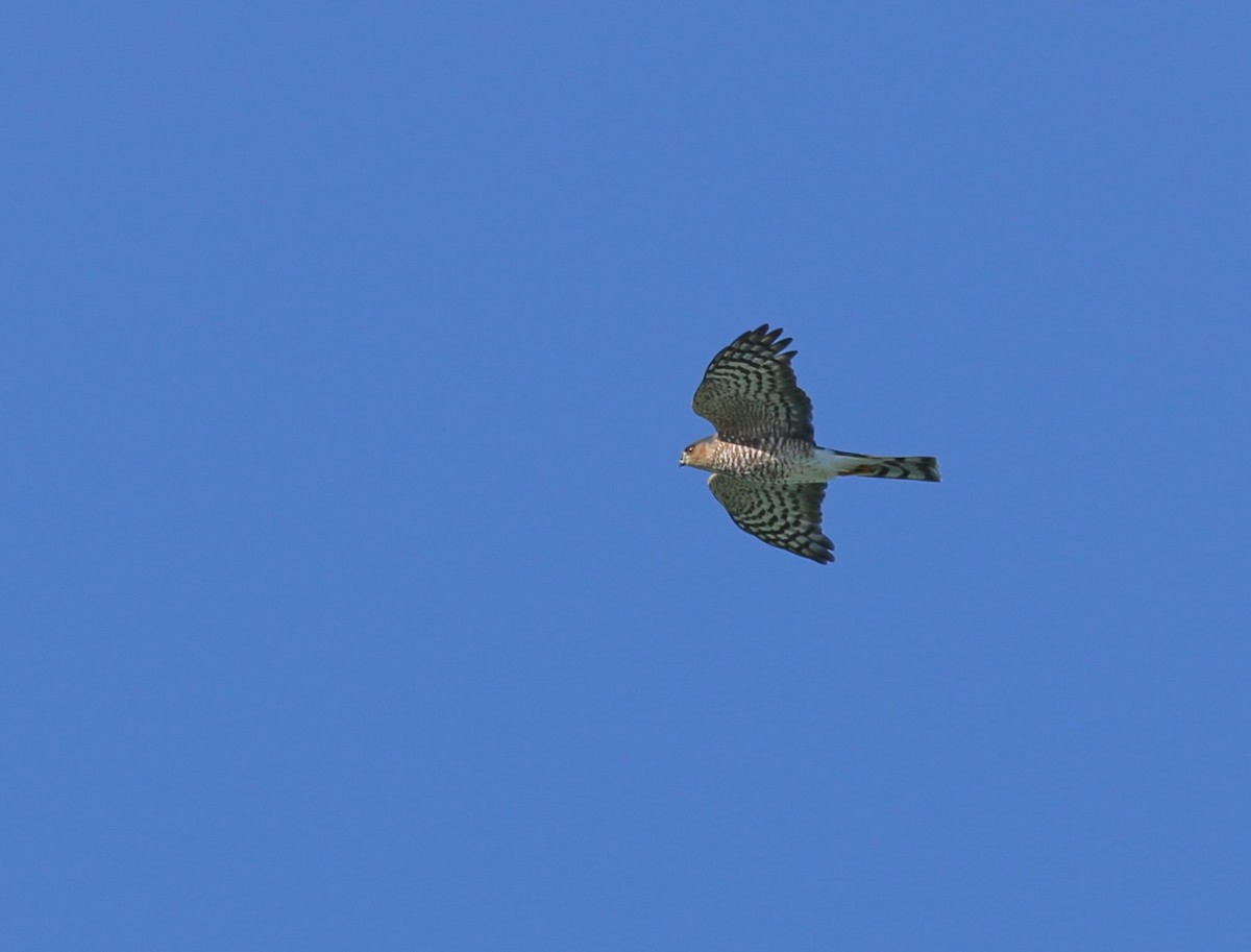 Sharp-shinned Hawk - ML185845881