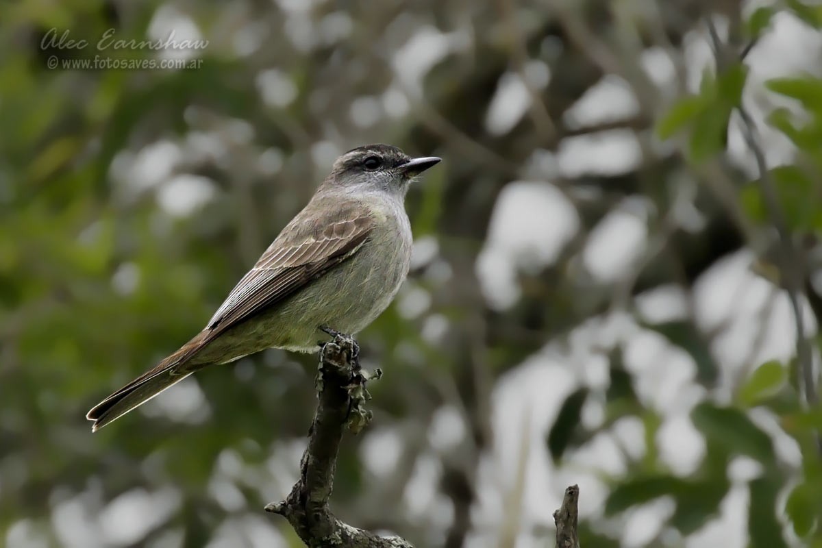 Crowned Slaty Flycatcher - ML185846081