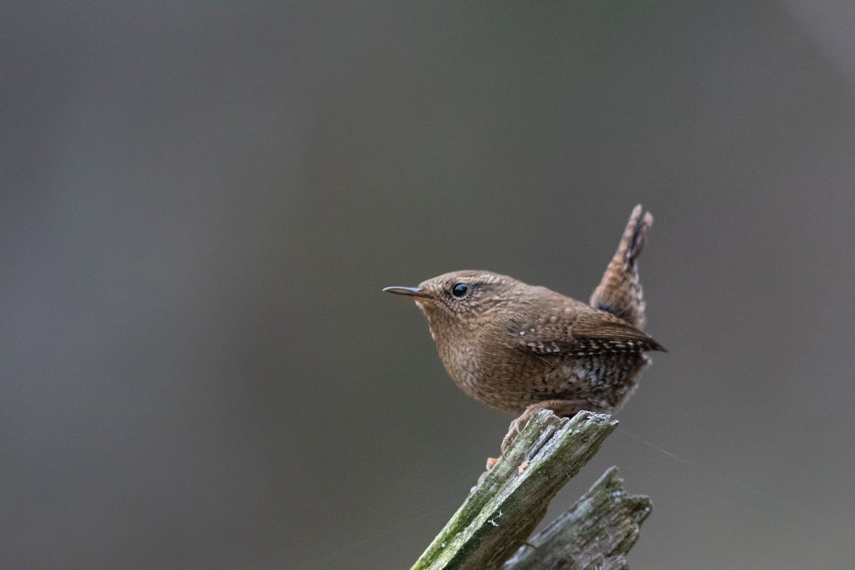 Pacific Wren - ML185846821