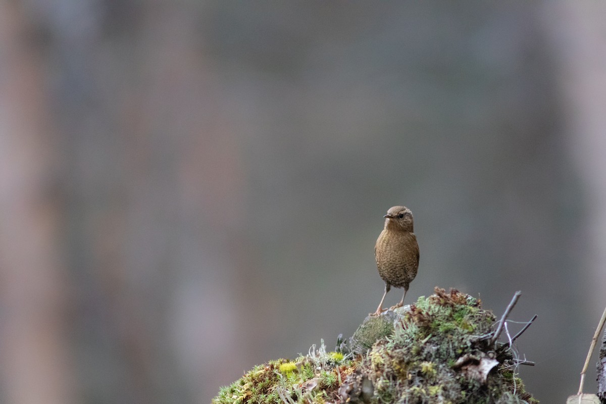 Pacific Wren - ML185846831