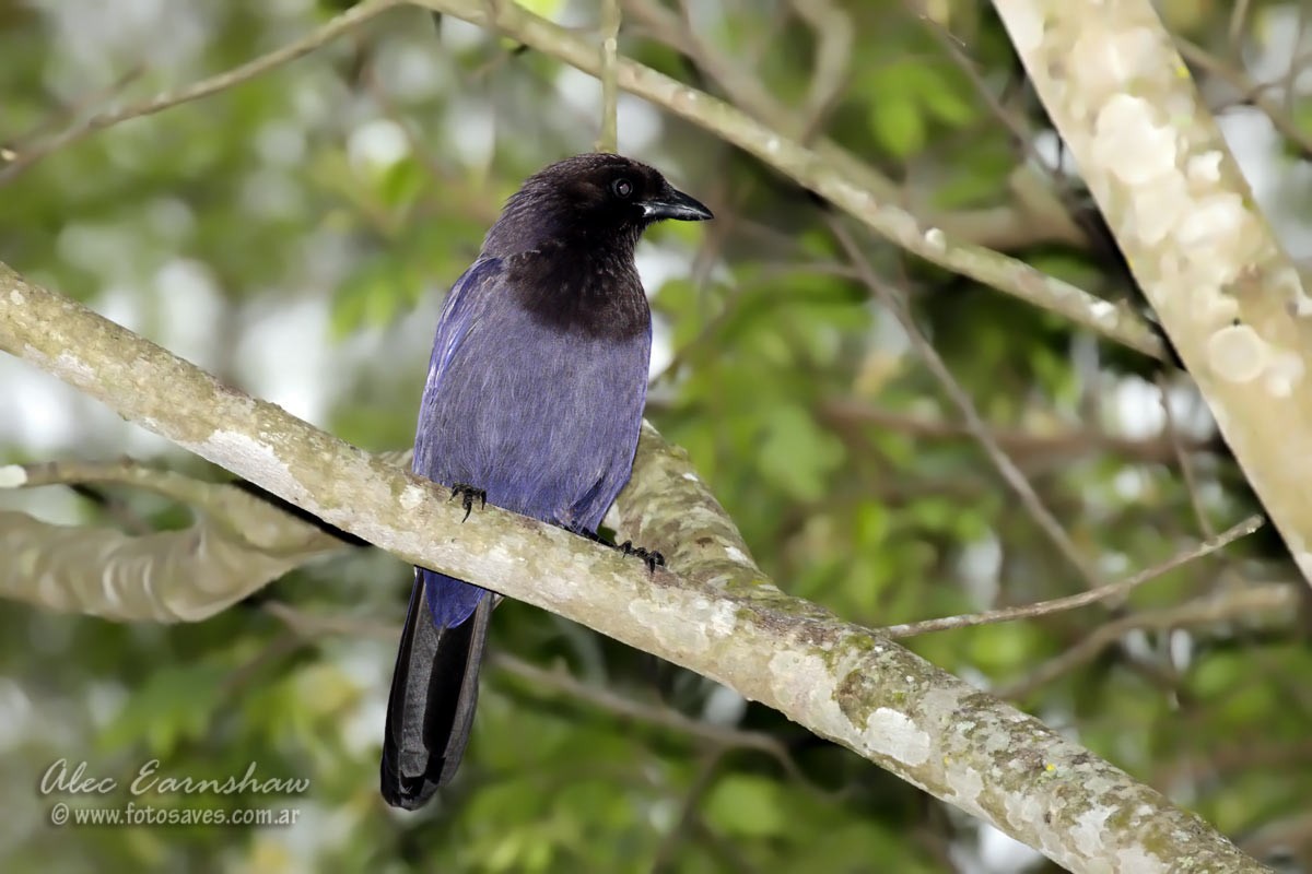 Purplish Jay - Alec Earnshaw