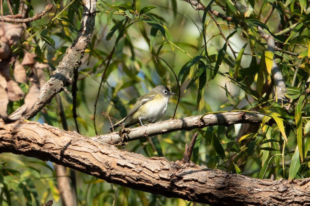 Blue-headed Vireo - ML185849251