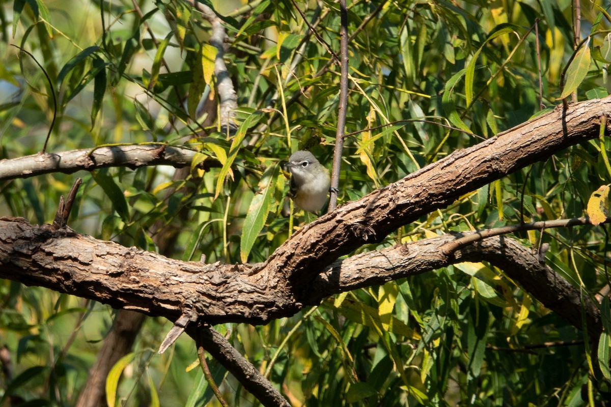 Blue-headed Vireo - ML185849271