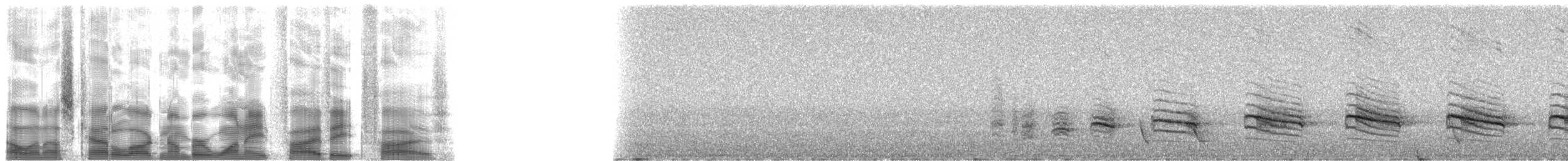Сероголовый шелкопёр - ML18585