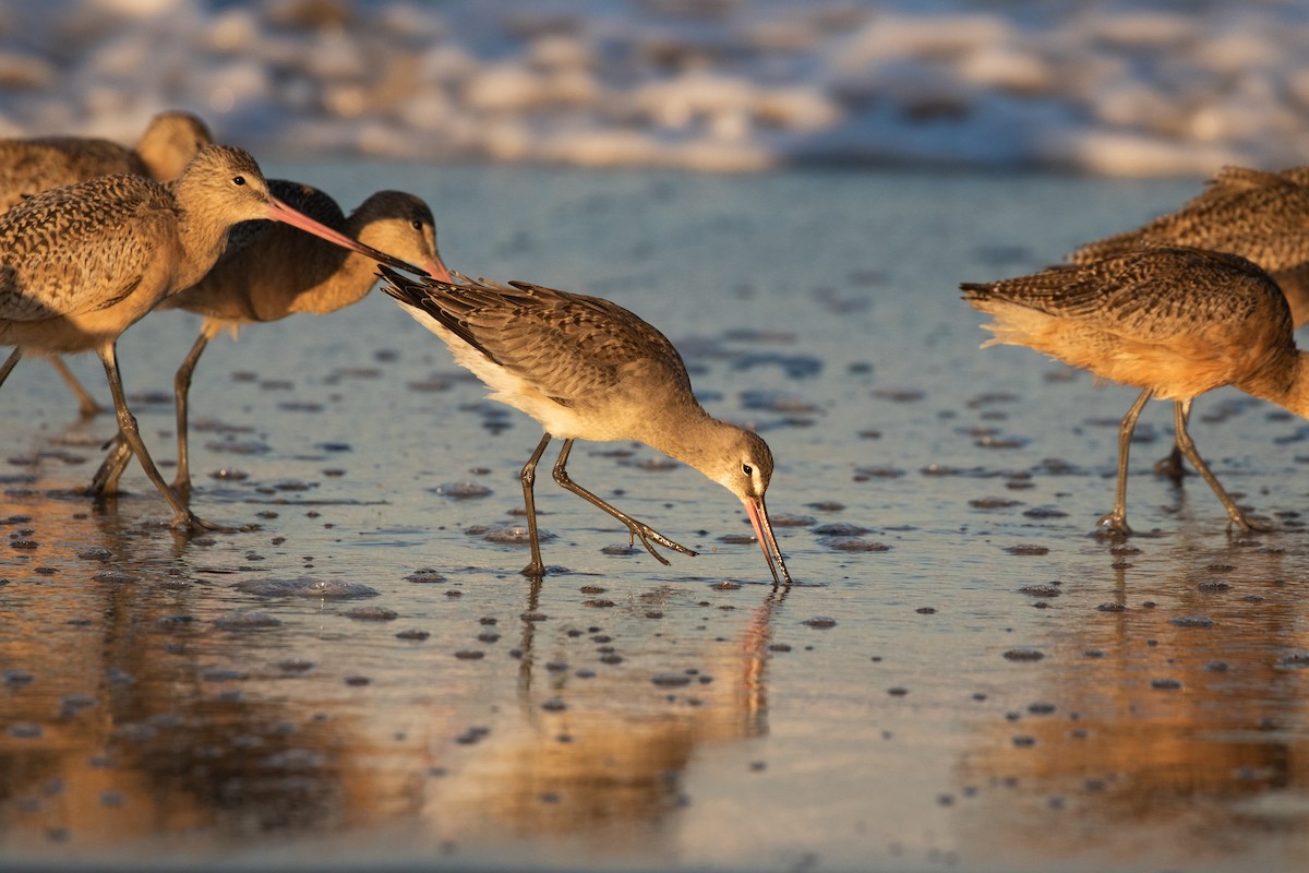 Hudsonian Godwit - Cole Winstanley