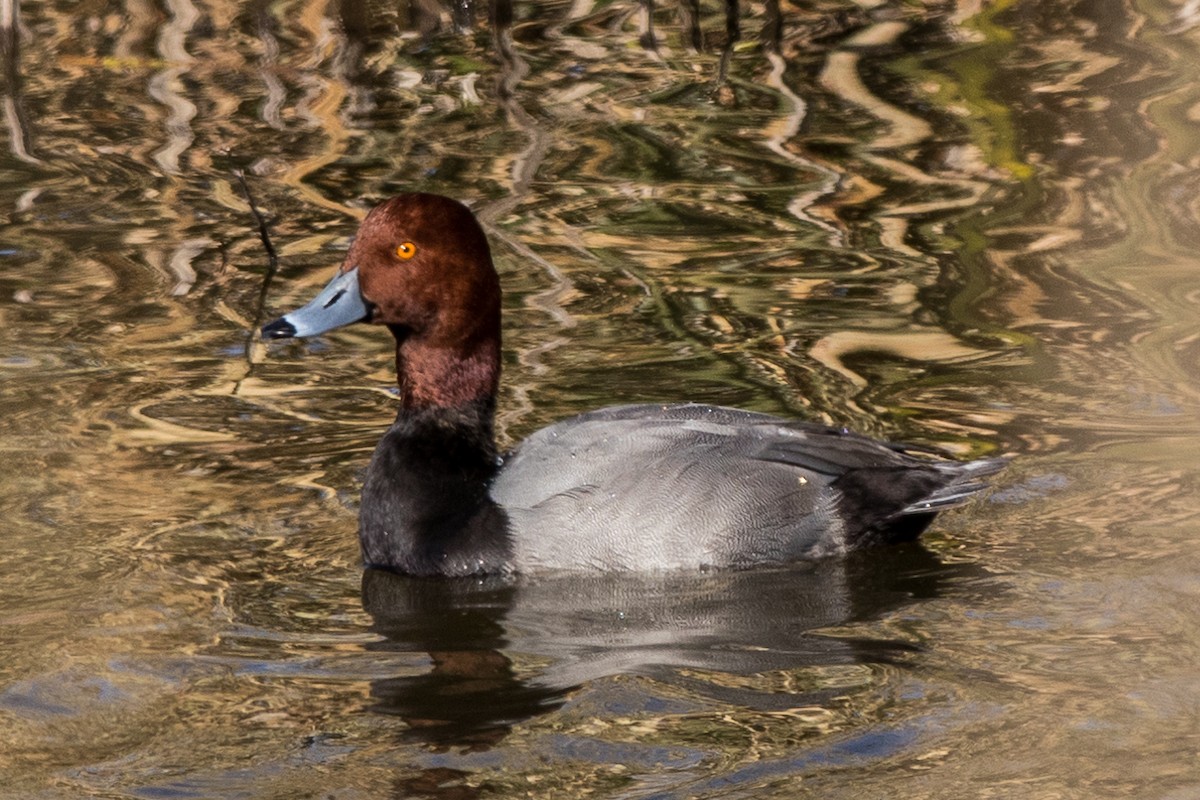 Redhead - ML185852011