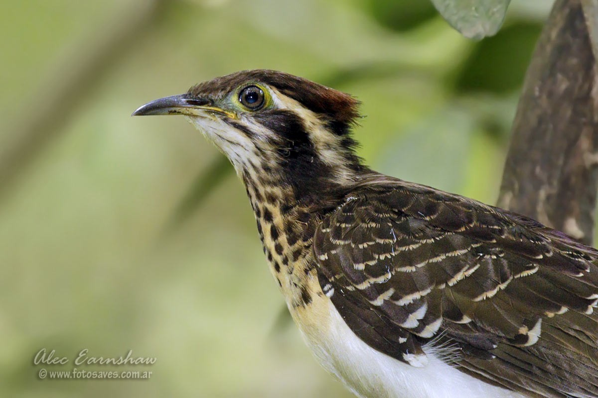 Pheasant Cuckoo - ML185852361