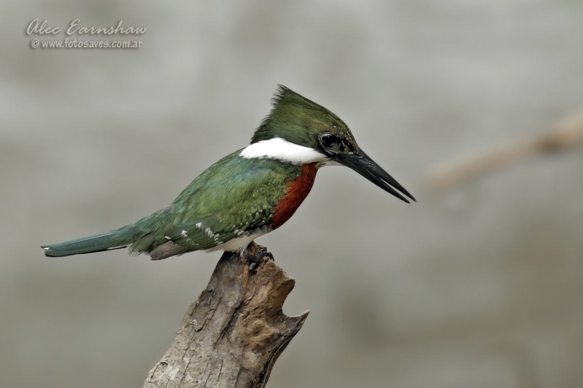 Amazon Kingfisher - ML185852491