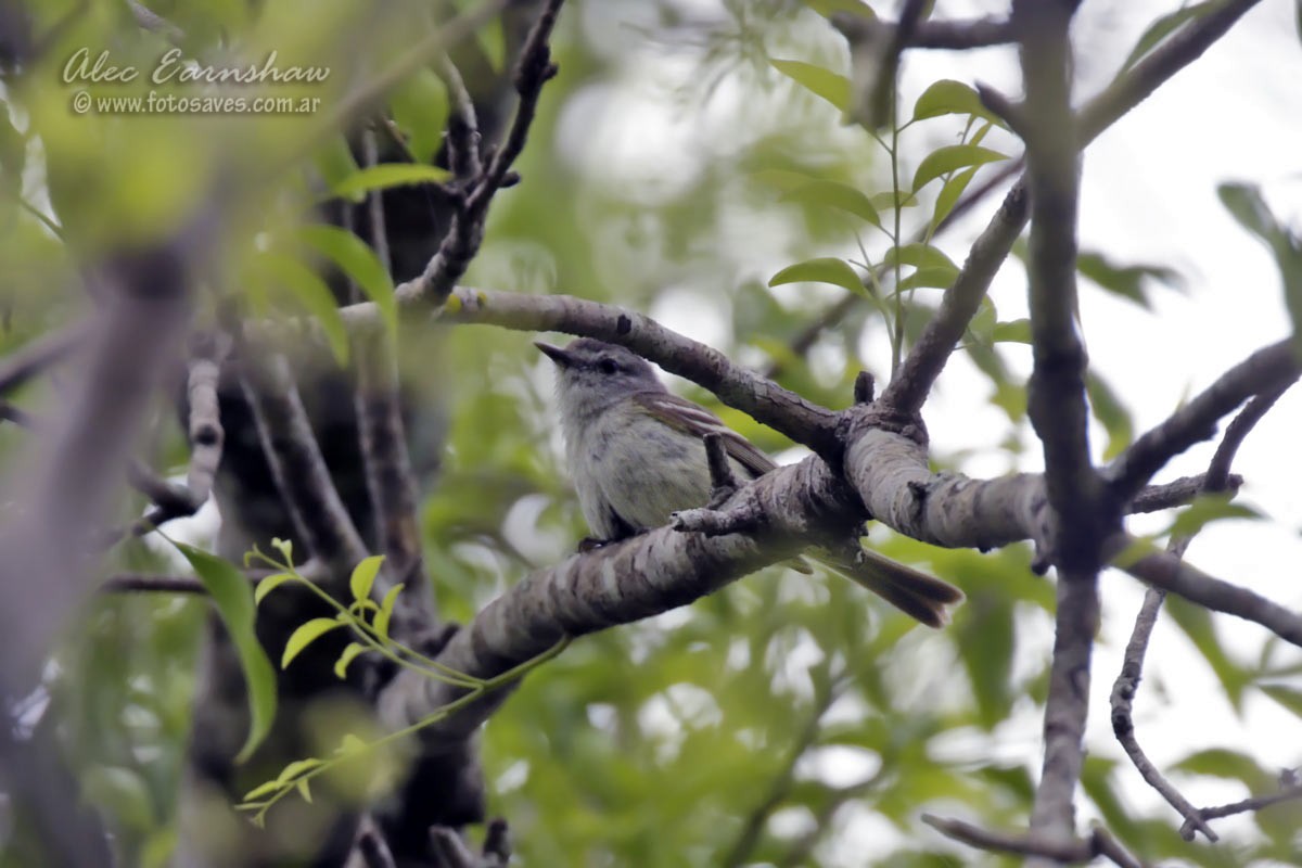 Plain Tyrannulet - ML185852631