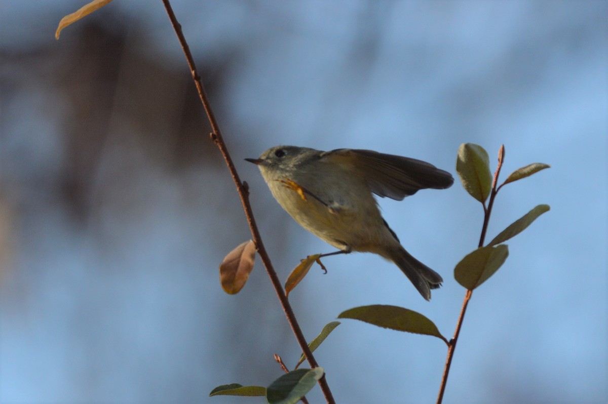 Ruby-crowned Kinglet - David Lawton