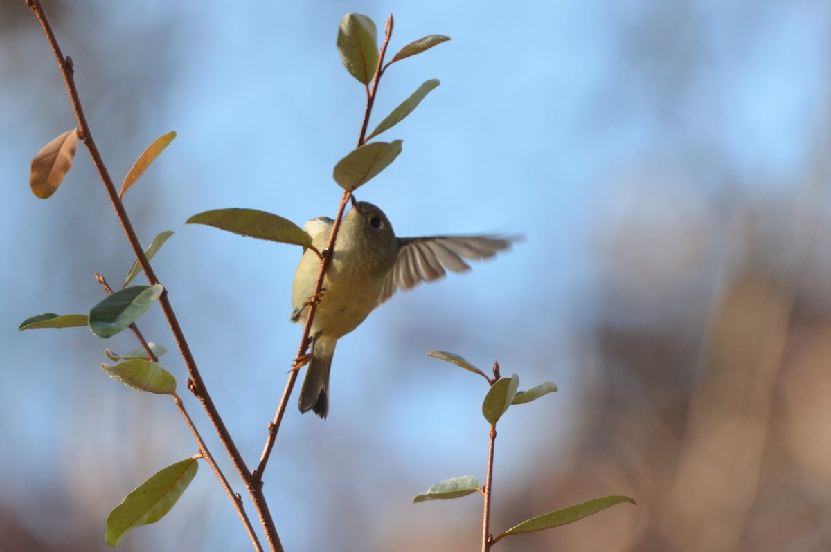 Ruby-crowned Kinglet - David Lawton