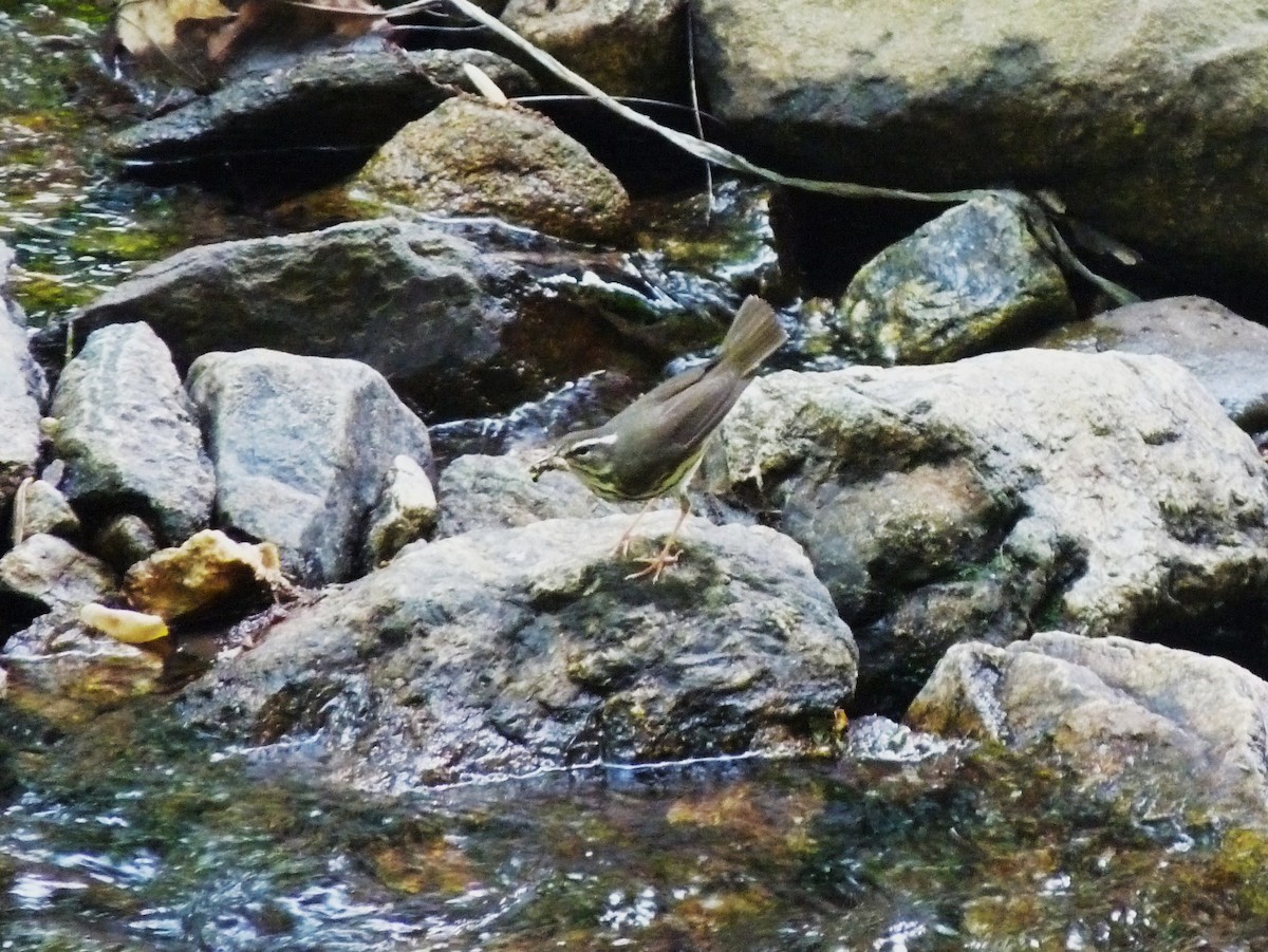 Reinita Charquera de Luisiana - ML185854571