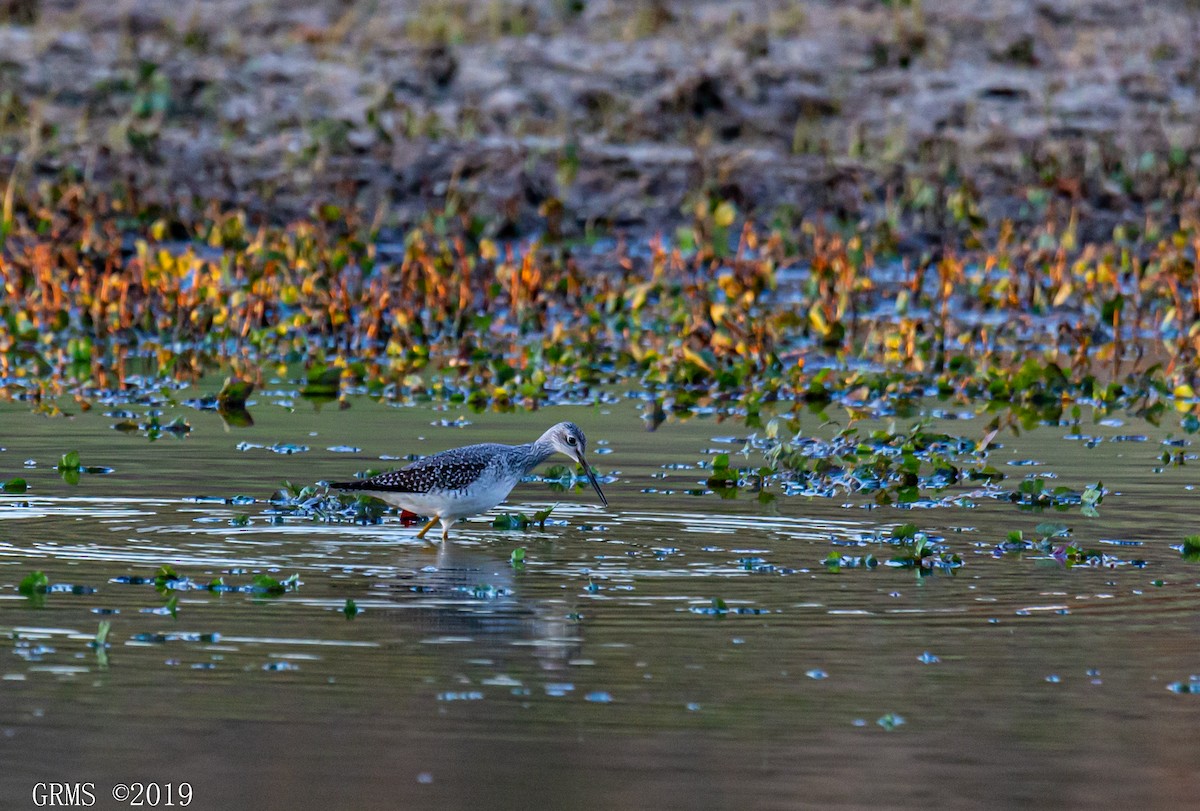 Greater Yellowlegs - ML185854591