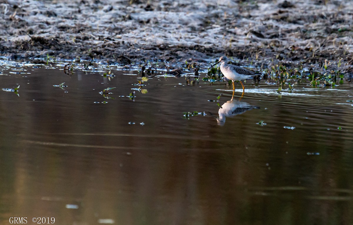 Greater Yellowlegs - ML185854621