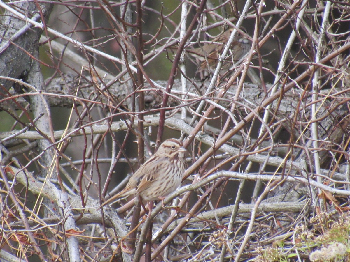 Song Sparrow - ML185854701