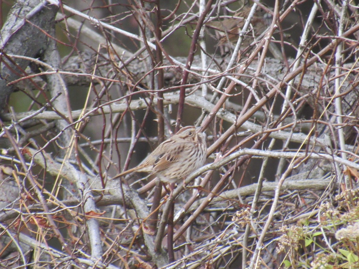 Song Sparrow - ML185854721