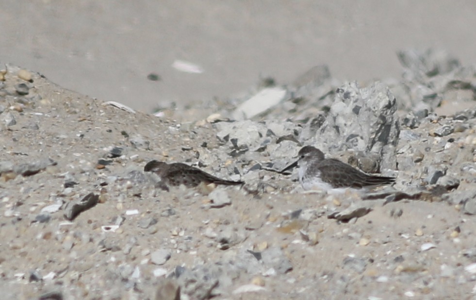 Bergstrandläufer - ML185855151