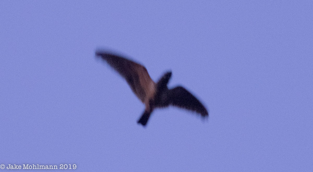 Short-tailed Nighthawk - ML185855281