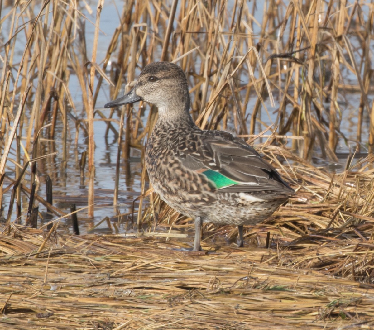 Green-winged Teal - ML185855531