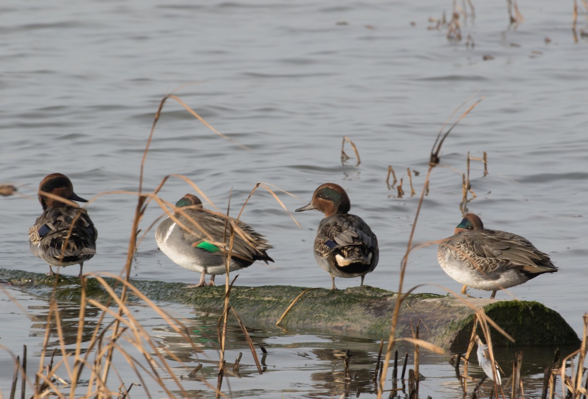 Green-winged Teal - ML185855551