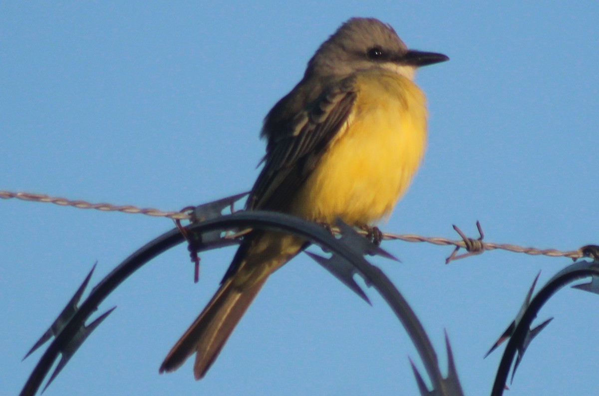 Tropical Kingbird - Nestor Herrera