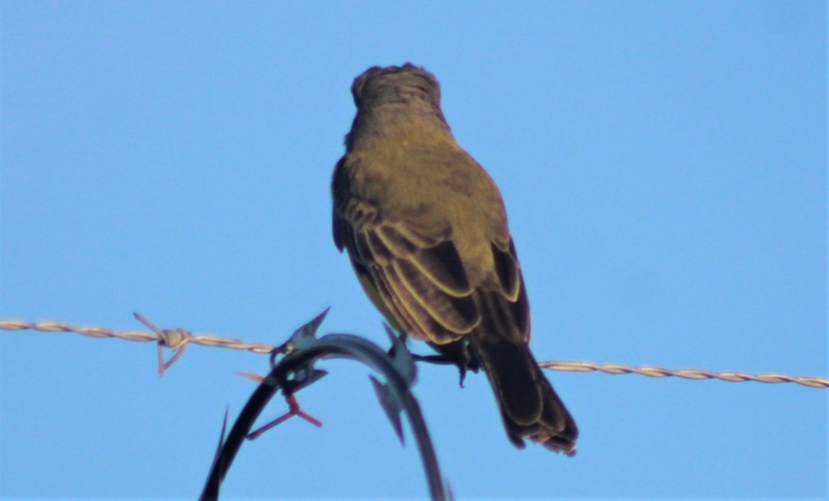 Tropical Kingbird - ML185856021