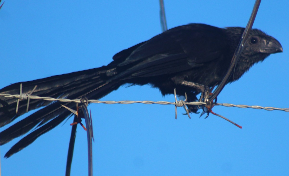 Groove-billed Ani - Nestor Herrera