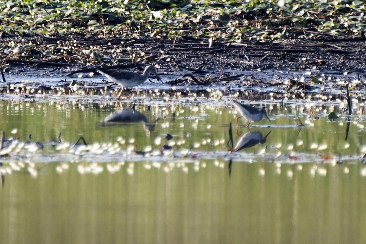 Lesser Yellowlegs - ML185856291