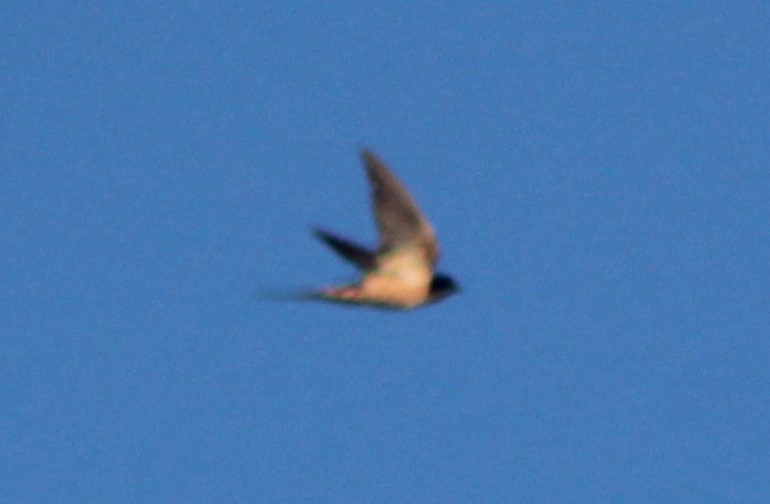 Barn Swallow - ML185856301