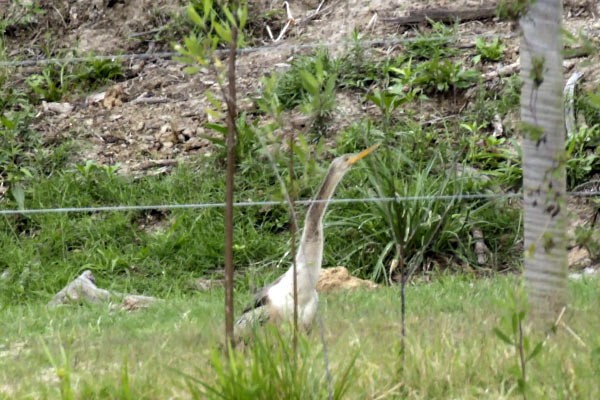 Anhinga - ML185856871