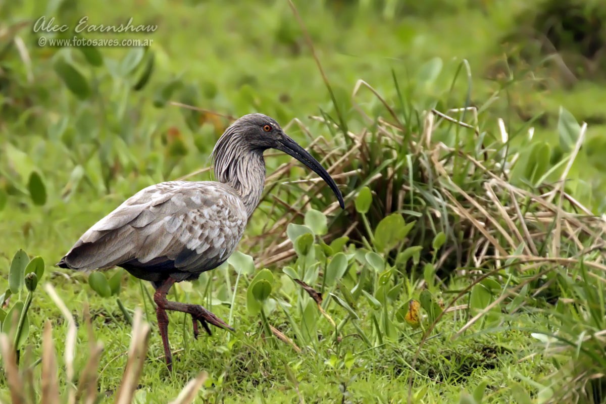 Plumbeous Ibis - ML185857071