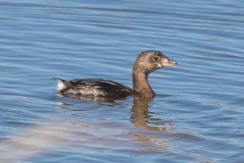 Pied-billed Grebe - ML185857091