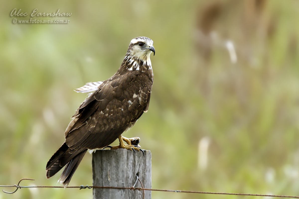 Snail Kite - Alec Earnshaw