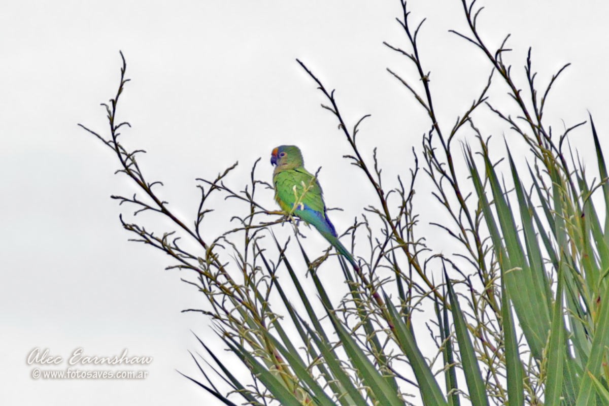 Peach-fronted Parakeet - ML185857351