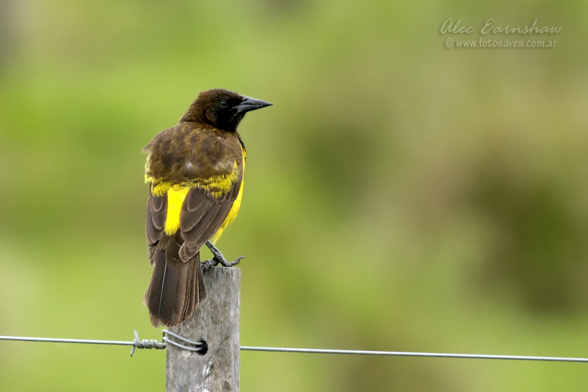 Yellow-rumped Marshbird - ML185857461