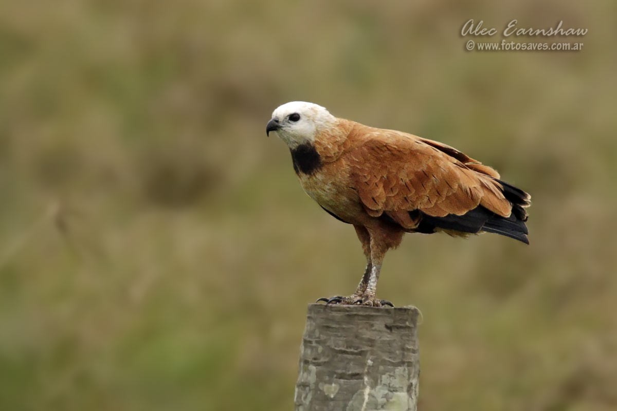 Black-collared Hawk - ML185857801