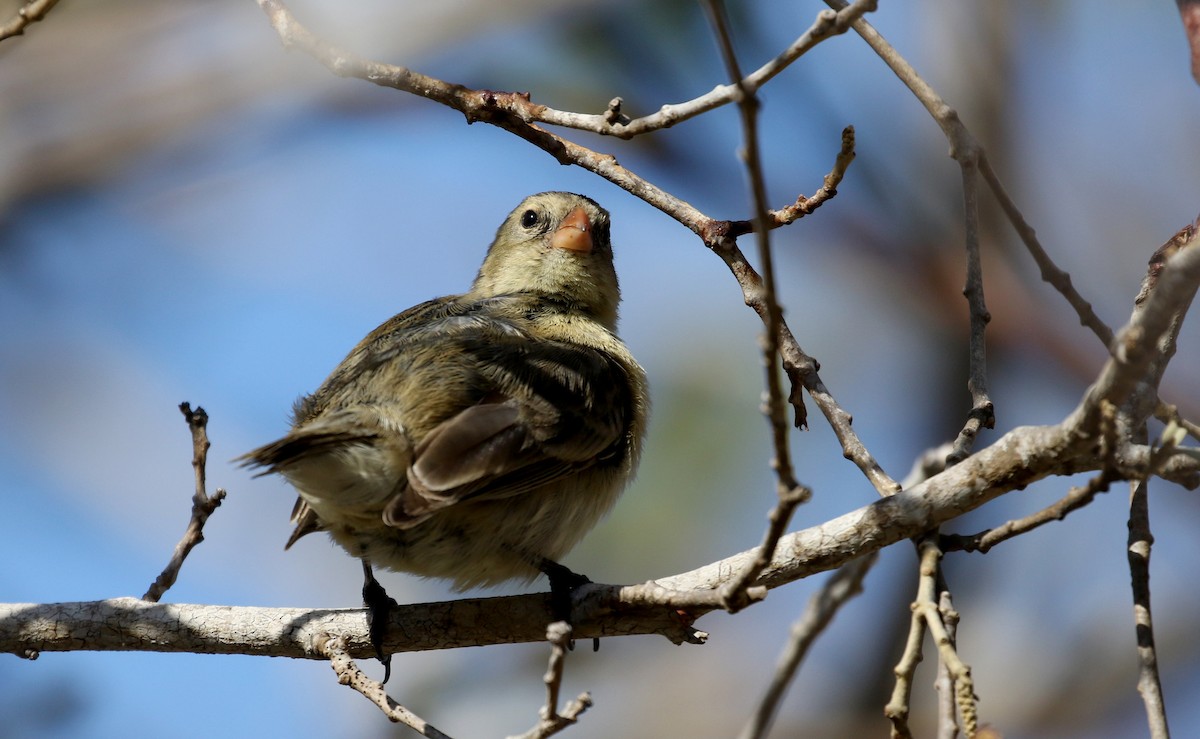 Small Tree-Finch - ML185858831