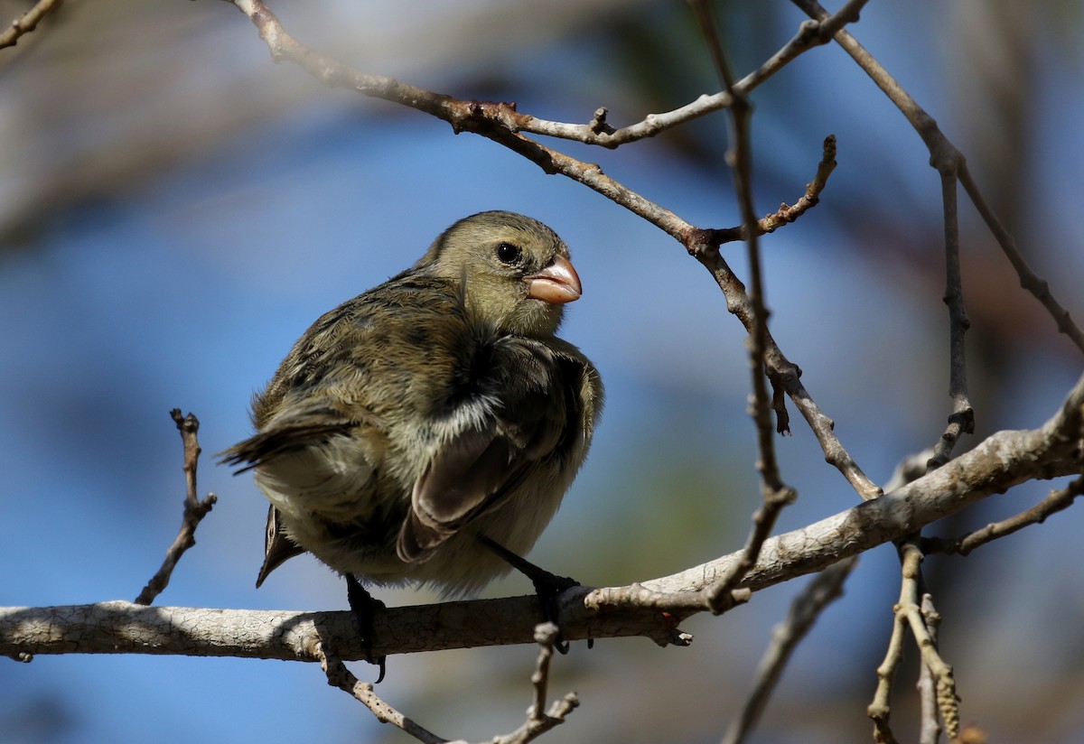 Small Tree-Finch - ML185858841